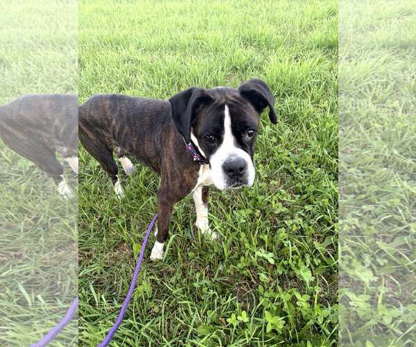 Medium Photo #6 Boxer Puppy For Sale in Burnsville, MN, USA