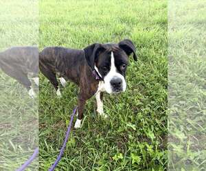 Harper - Female Boxer Dog for Adoption - Photo #6