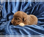 Puppy Vixen Australian Shepherd