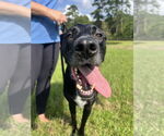 Small #2 Great Dane-Labrador Retriever Mix