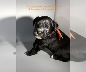 Schnauzer (Miniature) Puppy for Sale in SAINT LOUIS, Missouri USA