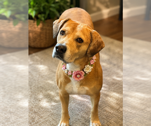 Labrador Retriever-Unknown Mix Dogs for adoption in Phoenix, AZ, USA