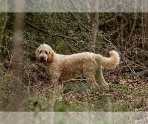 Father of the Goldendoodle puppies born on 01/30/2025