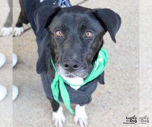 Labrador Retriever-Retriever  Mix Dogs for adoption in Washington, DC, USA