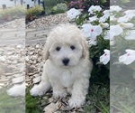 Small #4 Coton de Tulear-Poodle (Toy) Mix