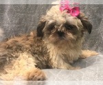 Small Photo #5 Shih Tzu Puppy For Sale in LAKELAND, FL, USA