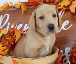 Small Photo #6 Labrador Retriever Puppy For Sale in MOUNT AIRY, NC, USA
