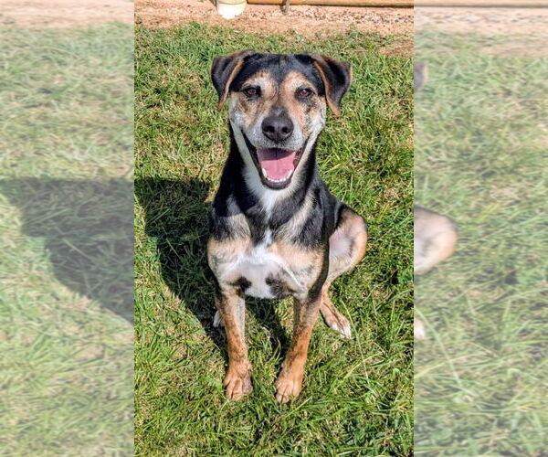 Medium Photo #1 Rottweiler-Unknown Mix Puppy For Sale in Rockaway, NJ, USA