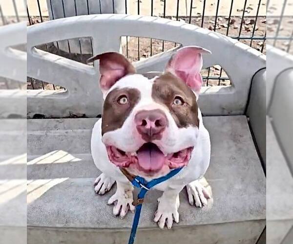 Medium Photo #1 American Bulldog-Unknown Mix Puppy For Sale in San Jose, CA, USA