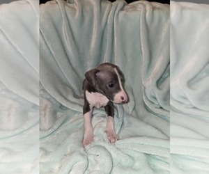Italian Greyhound Puppy for sale in NESBIT, MS, USA