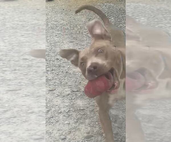 Medium Photo #2 American Pit Bull Terrier Puppy For Sale in Evansville, IN, USA