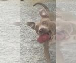 Small #1 American Pit Bull Terrier