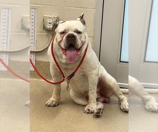 Medium Photo #1 American Bulldog-Unknown Mix Puppy For Sale in Grand Prairie, TX, USA