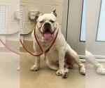 Small American Bulldog Mix