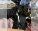 Small #4 Labradoodle-Labrador Retriever Mix