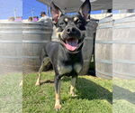 Small Australian Kelpie Mix