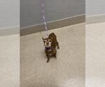Small Chihuahua Mix