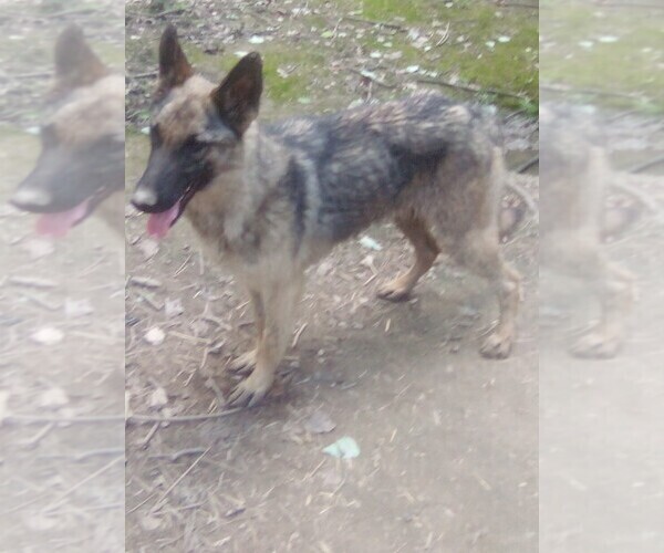 Medium Photo #2 German Shepherd Dog Puppy For Sale in LOGAN, OH, USA