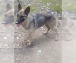 Small #1 German Shepherd Dog