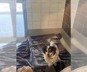 Dachshund-Unknown Mix Dogs for adoption in San Martin, CA, USA