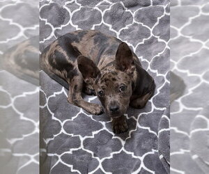 Catahoula Leopard Dog-Unknown Mix Dogs for adoption in Sacramento, CA, USA