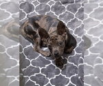 *THADDEUS - Male Catahoula Leopard Dog-Unknown Mix Dog for Adoption - Small photo
