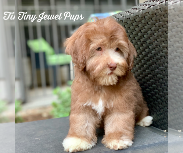 Medium Photo #5 Havanese-Poodle (Toy) Mix Puppy For Sale in HOUSTON, TX, USA