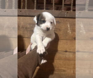 Australian Shepherd-Unknown Mix Dogs for adoption in Mouth Of Wilson, VA, USA