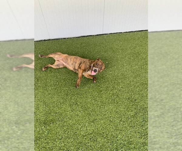Medium Photo #4 Mutt Puppy For Sale in San Diego, CA, USA