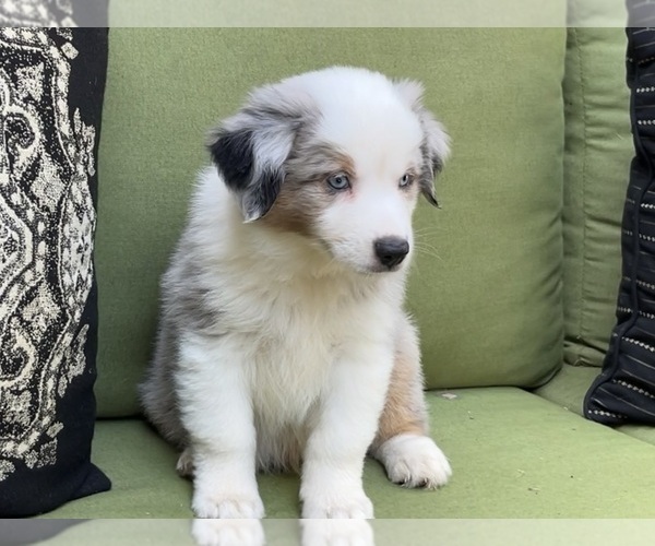 Medium Photo #30 Miniature Australian Shepherd Puppy For Sale in LA CANADA FLINTRIDGE, CA, USA