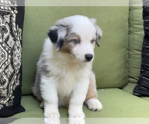 Medium Miniature Australian Shepherd