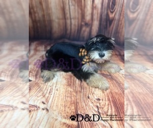 Snorkie Puppy for sale in RIPLEY, MS, USA