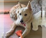 Small #4 Golden Retriever Mix