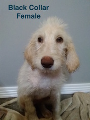 Labradoodle Puppy for sale in ROSSVILLE, GA, USA