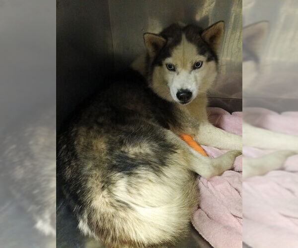 Medium Photo #1 Siberian Husky-Unknown Mix Puppy For Sale in Downey, CA, USA