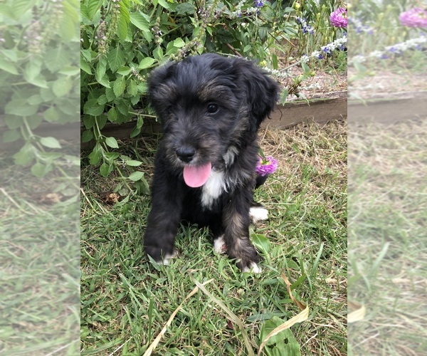 Medium Photo #4 Bernedoodle Puppy For Sale in MIDDLEBURG, VA, USA