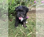 Small #3 Bernedoodle