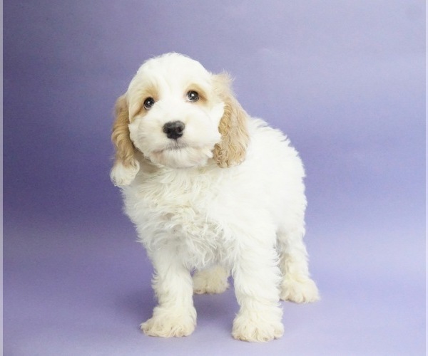 Medium Photo #3 Cocker Spaniel-Poodle (Miniature) Mix Puppy For Sale in WARSAW, IN, USA