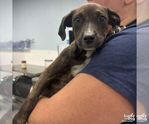 Mutt Dogs for adoption in Washington, DC, USA