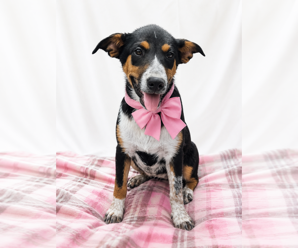 Medium Photo #2 Border-Aussie Puppy For Sale in Mt. Laurel, NJ, USA
