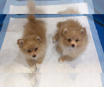 Small Photo #4 Pomeranian Puppy For Sale in FAIRFIELD, CA, USA