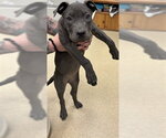 IVY - Female Mutt Dog for Adoption - Small photo