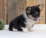 Small Photo #29 Pembroke Welsh Corgi Puppy For Sale in GOSHEN, IN, USA