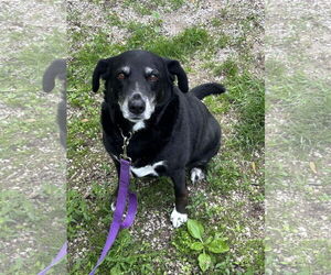 Borador Dogs for adoption in Williamsburg, IA, USA