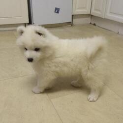 Samoyed Puppy for sale in DESOTO, TX, USA