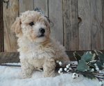 Small Photo #4 Poodle (Miniature) Puppy For Sale in HONEY BROOK, PA, USA