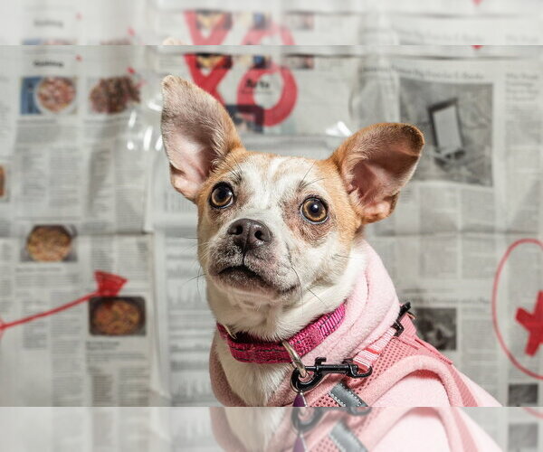 Medium Photo #18 Chihuahua-Unknown Mix Puppy For Sale in Mundelein, IL, USA