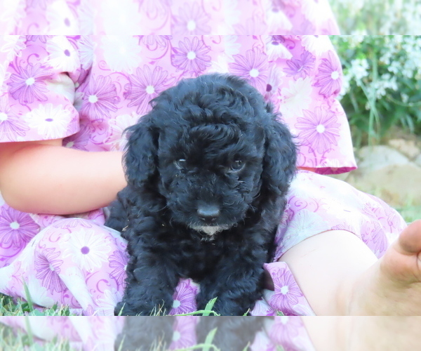 Medium Photo #9 Poodle (Miniature) Puppy For Sale in MEMPHIS, MO, USA