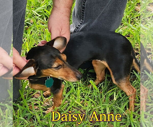 Medium Photo #8 Dachshund-Unknown Mix Puppy For Sale in San Antonio, TX, USA