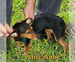 Small #7 Dachshund Mix